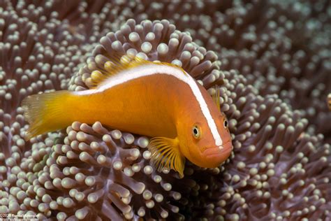 skunk fish|Amphiprion akallopisos .